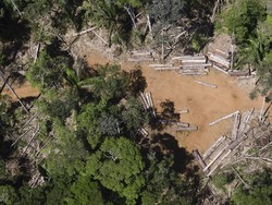 Deforestasi Indonesia Parah, Rusaknya Hutan karena Kebun Kelapa Sawit?