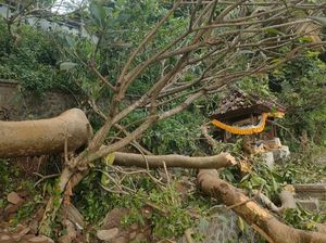 Pohon Keramat Tumbang Timpa Pura di Karangasem Pohon Keramat Tumbang Timpa Pura di Karangasem