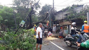 Pohon Tumbang Timpa Tiang dan Kabel Listrik di Ciputat Timur