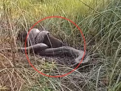 Ular Piton 8 Meter Mati Ditombak Warga Sidrap Saat Mangsa Babi