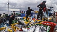 Cuaca Buruk, Tangkapan Ikan Cakalang di Ternate Menyusut Drastis