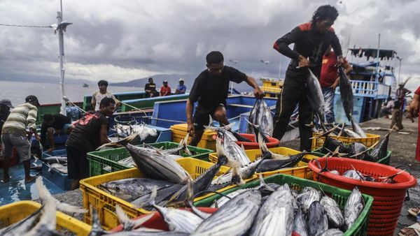 Cuaca Buruk, Tangkapan Ikan Cakalang di Ternate Menyusut Drastis
