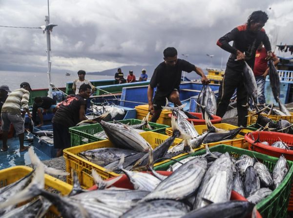 Cuaca Buruk, Tangkapan Ikan Cakalang di Ternate Menyusut Drastis