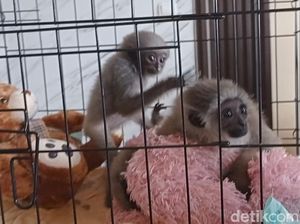 Polisi Ringkus Pria Tasikmalaya Penjual Satwa Dilindungi Owa Jawa Polisi Ringkus Pria Tasikmalaya Penjual Satwa Dilindungi Owa Jawa