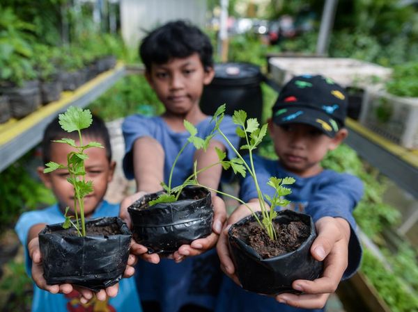 Edukasi Urban Farming, Anak-anak Belajar Tanam Seledri