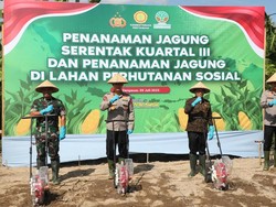 Kapolda Bali Tanam Jagung di Asrama Polisi Abian Timbul Denpasar