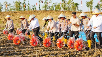 Lagi! Kapolri Tanam Jagung Serentak Untuk Dukung Swasembada Pangan
