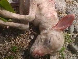 Heboh Ternak Mati Mendadak di Kulon Progo, Diduga Diserang Hewan Liar Heboh Ternak Mati Mendadak di Kulon Progo, Diduga Diserang Hewan Liar