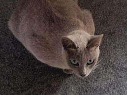 Jenis-Jenis Kucing Lokal Indonesia yang Jarang Diketahui