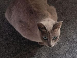 Jenis-Jenis Kucing Lokal Indonesia yang Jarang Diketahui Jenis-Jenis Kucing Lokal Indonesia yang Jarang Diketahui