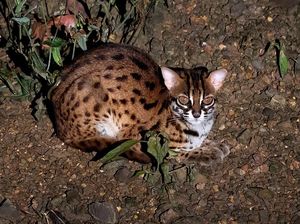 6 Kucing Lokal Indonesia yang Tak Banyak Diketahui 6 Kucing Lokal Indonesia yang Tak Banyak Diketahui