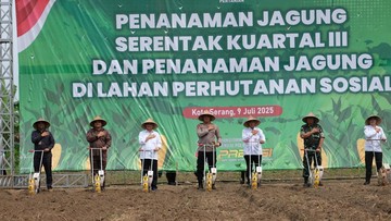 Polda Banten Tanam Jagung di Lahan Perhutanan Sosial 115,76 Hektare