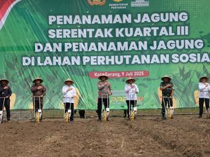 Polda Banten Tanam Jagung di Lahan Perhutanan Sosial 115,76 Hektare Polda Banten Tanam Jagung di Lahan Perhutanan Sosial 115,76 Hektare