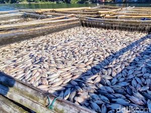 Heboh Ribuan Ikan Nila Mati Mendadak di Telaga Ngebel Ponorogo