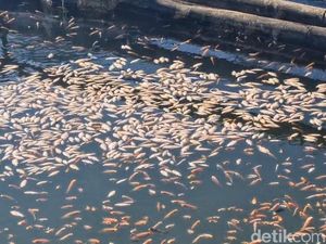 Video: Ribuan Ikan Nila di Ponorogo Mati Mendadak gegara Gas Belerang Video: Ribuan Ikan Nila di Ponorogo Mati Mendadak gegara Gas Belerang
