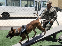 Video Mengenal Lebih Dekat K9 dan Turangga Ditpolsatwa