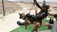Intip Pelatihan dan Medis Modern untuk Anjing Polisi di Yordania