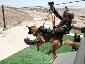 Intip Pelatihan dan Medis Modern untuk Anjing Polisi di Yordania Intip Pelatihan dan Medis Modern untuk Anjing Polisi di Yordania