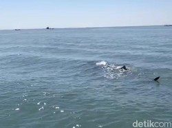 Video: Melihat Fenomena Kemunculan Hiu Tutul di Pasuruan