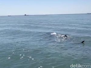 Video: Melihat Fenomena Kemunculan Hiu Tutul di Pasuruan Video: Melihat Fenomena Kemunculan Hiu Tutul di Pasuruan