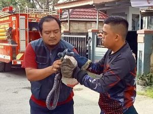 Ular Koros 1 Meter Masuk Kamar Mandi Rumah Warga Mamuju, Damkar Evakuasi Ular Koros 1 Meter Masuk Kamar Mandi Rumah Warga Mamuju, Damkar Evakuasi