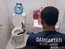 Video Ular Piton 2 Meter Muncul dari Kloset Rumah Warga di Jambi
