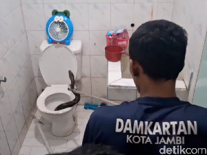 Video Ular Piton 2 Meter Muncul dari Kloset Rumah Warga di Jambi Video Ular Piton 2 Meter Muncul dari Kloset Rumah Warga di Jambi
