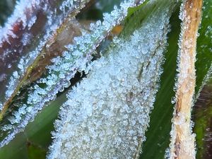 Dieng Membeku Diterjang Bediding Dieng Membeku Diterjang Bediding