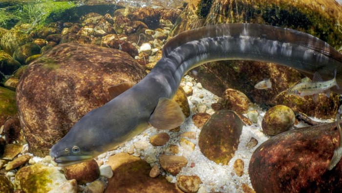 Ikan Sidat Ikan sidat