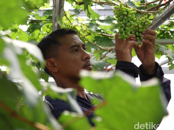 Merangkai Mimpi di Kebun Anggur