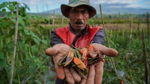 Anomali Cuaca, Produksi Cabai di Kaki Semeru Menurun