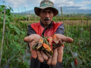 Anomali Cuaca, Produksi Cabai di Kaki Semeru Menurun