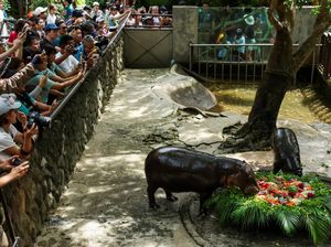 Kuda Nil Kerdil Viral Moo Deng Rayakan Ulang Tahun Pertama, 12 Ribu Orang Datang Kuda Nil Kerdil Viral Moo Deng Rayakan Ulang Tahun Pertama, 12 Ribu Orang Datang