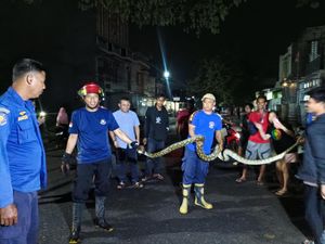 Ular Piton 5 Meter Ngumpet di Drainase Permukiman Warga Parepare