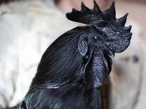 Juicy Pol! 10 Daging Terbaik di Dunia dari Ayam Cemani hingga Wagyu Juicy Pol! 10 Daging Terbaik di Dunia dari Ayam Cemani hingga Wagyu