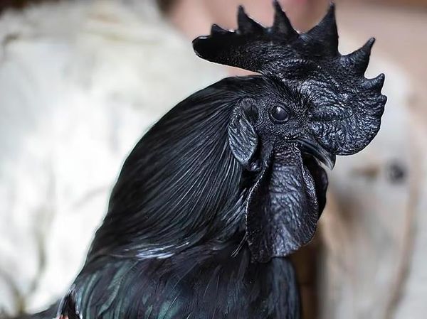 Juicy Pol! 10 Daging Terbaik di Dunia dari Ayam Cemani hingga Wagyu