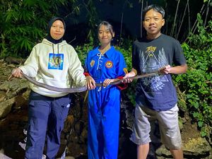 2 Wanita Tangkap Kobra Jawa Ngumpet di Kandang Ayam Sragen 2 Wanita Tangkap Kobra Jawa Ngumpet di Kandang Ayam Sragen