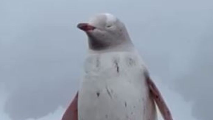 Video: Kotoran Penguin Ternyata Punya Pengaruh ke Pembentukan Awan Lho