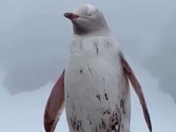 Video: Kotoran Penguin Ternyata Punya Pengaruh ke Pembentukan Awan Lho