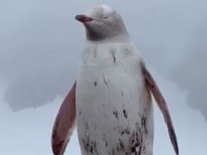 Video: Kotoran Penguin Ternyata Punya Pengaruh ke Pembentukan Awan Lho Video: Kotoran Penguin Ternyata Punya Pengaruh ke Pembentukan Awan Lho
