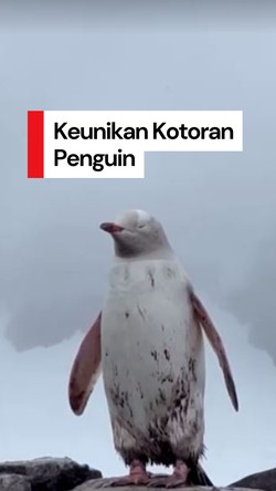 Video: Kotoran Penguin Ternyata Punya Pengaruh ke Pembentukan Awan Lho