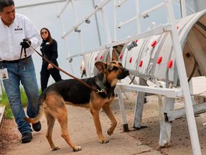 Anjing Pelacak Jadi Garda Terdepan Meksiko Hadapi Wabah Ulat Pemakan Daging Anjing Pelacak Jadi Garda Terdepan Meksiko Hadapi Wabah Ulat Pemakan Daging