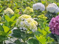 Petani Hortensia Kota Batu Terancam Gagal Panen Imbas Cuaca Ekstrem