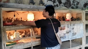 Peternak Ngamuk Harga Jual Ayam Turun, Ini Biang Keroknya!
