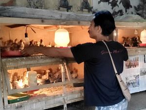 Kisah Pebisnis Ayam Caru di Badung, Minim Dilirik tapi Banyak Dibutuhkan Kisah Pebisnis Ayam Caru di Badung, Minim Dilirik tapi Banyak Dibutuhkan
