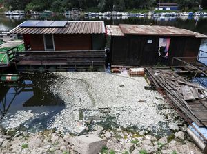 Ikan-ikan Mati di Sungai Sava Picu Kekhawatiran akan Krisis Lingkungan Ikan-ikan Mati di Sungai Sava Picu Kekhawatiran akan Krisis Lingkungan