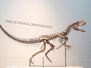 Kerangka Dinosaurus Super Langka Siap Dilelang di New York, Ini Wujudnya Kerangka Dinosaurus Super Langka Siap Dilelang di New York, Ini Wujudnya