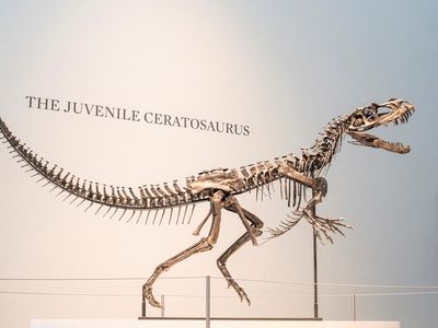Kerangka Dinosaurus Super Langka Siap Dilelang di New York, Ini Wujudnya