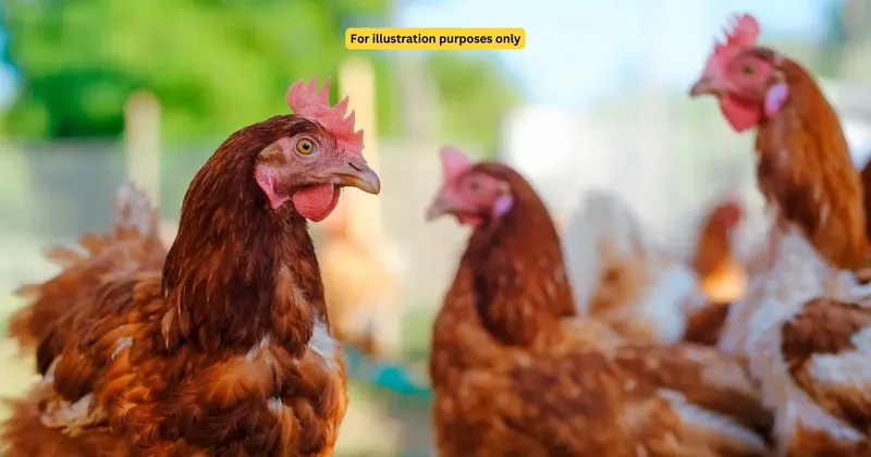 Kisah sukses pria peternak ayam