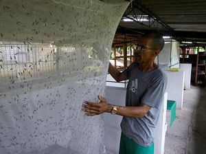 Lalat Jadi Sumber Harapan di Tengah Krisis Kuba Lalat Jadi Sumber Harapan di Tengah Krisis Kuba